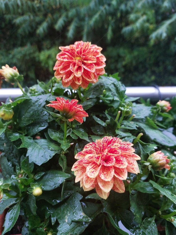 Rotgelb gesprenkelte Dahlien im Regen. 