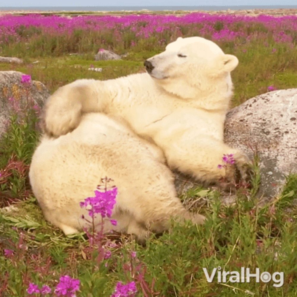 a polar bear is laying on a rock in a field of purple flowers with the words viralhog below it