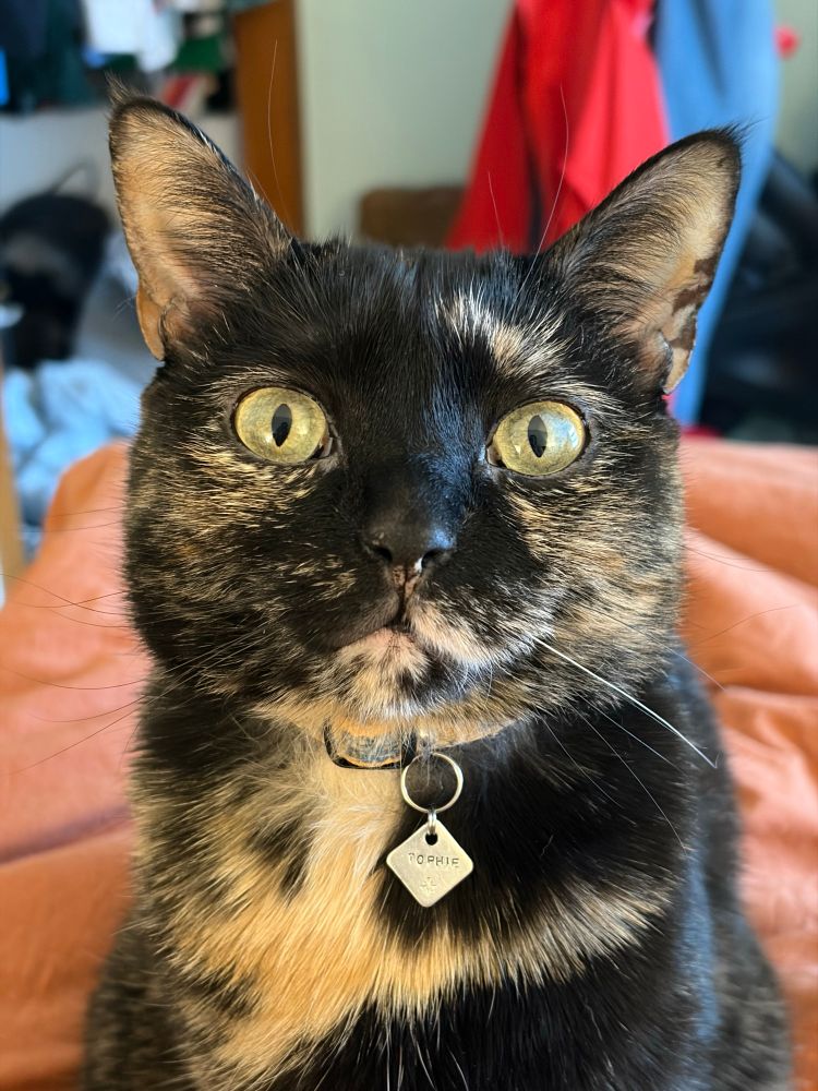a close up picture of tophie, a black tortoiseshell cat, looking blankly at the camera