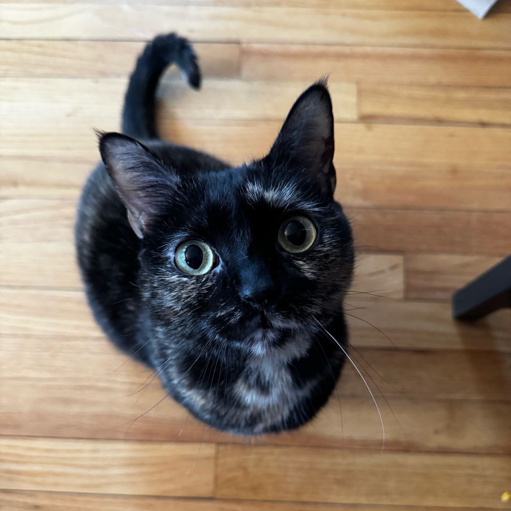 black tortoiseshell cat with green eyes looking up at the camera