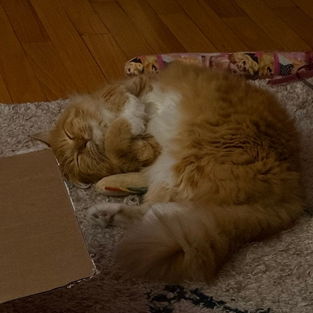 a fluffy orange and white cat laying in the ground curled up, her paws are curled on her chest