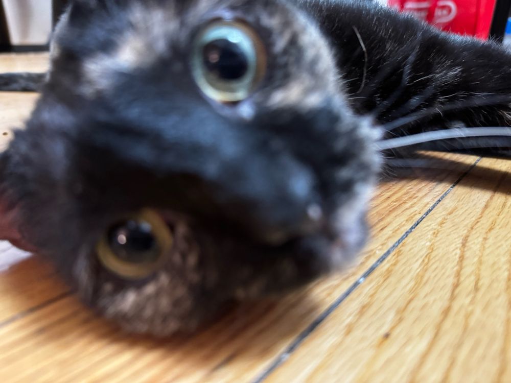 close up of a black tortoiseshell cat’s face