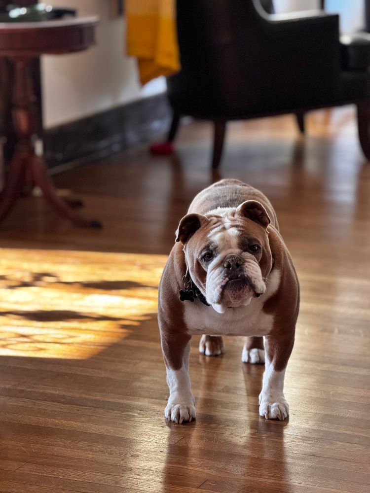 Brown and white English bulldog stands facing forward with subtle inquisitiveness about his gaze