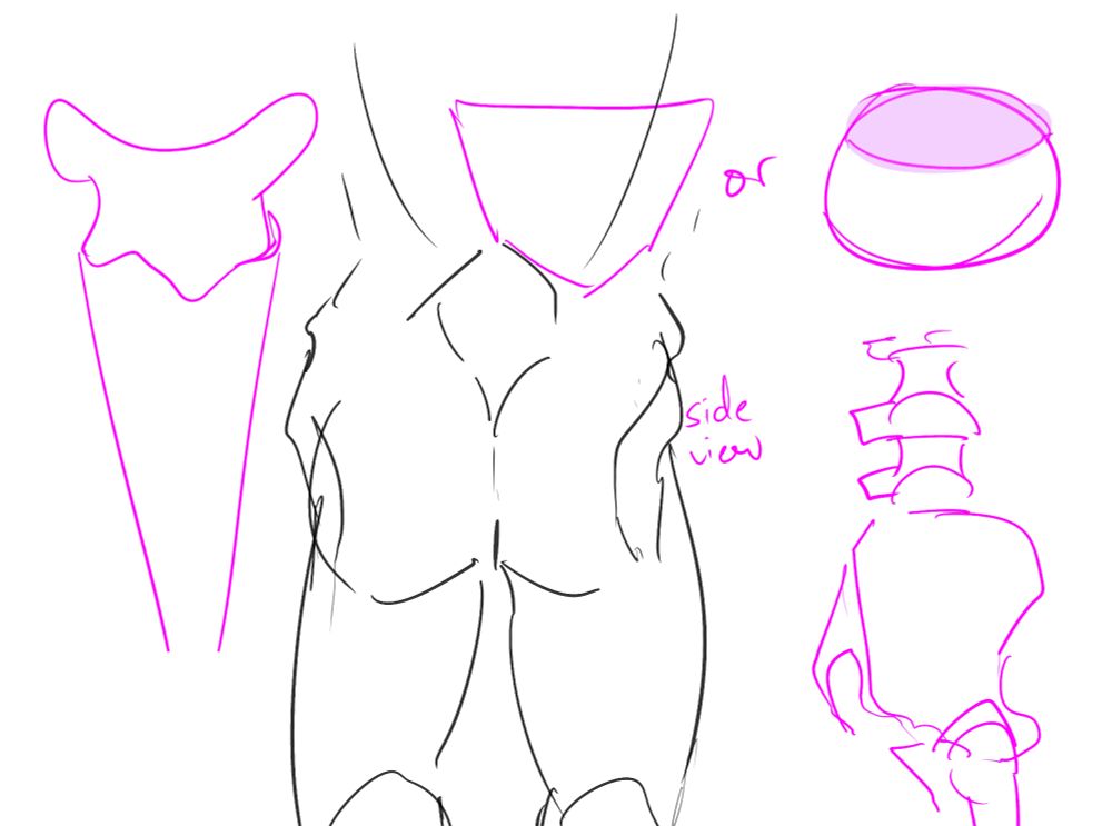 sketch of hip simplified, buttocks back view, skeleton and hips side view.