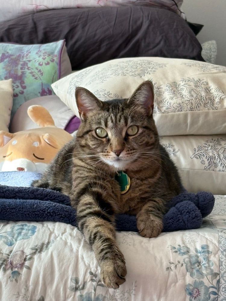 cat sitting on a bed