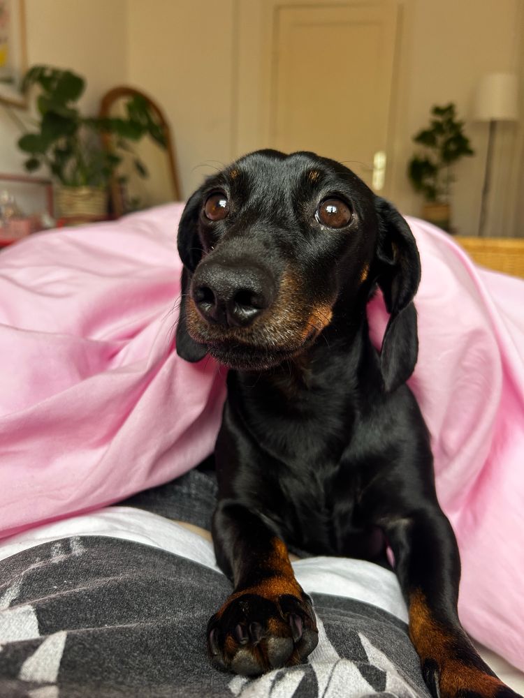 Kleiner schwarzer Dackel liegt im Bett halb unter einer Decke und schaut nach oben