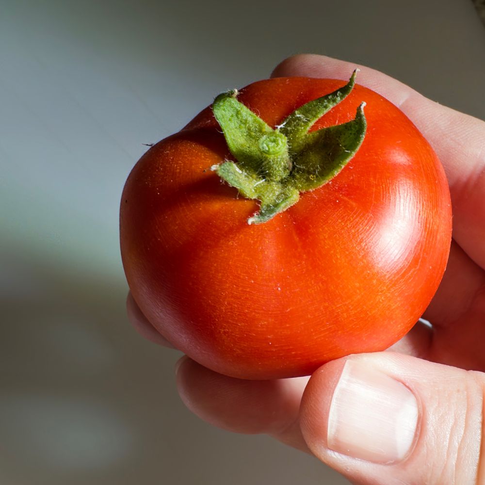 iPhone macro photo of a me holding a mid-sized tomato
