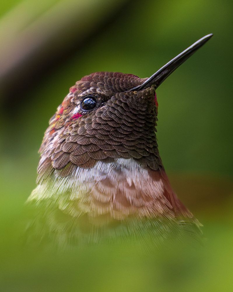 Photo: close up of an Anna's hummingbird with just its head (in profile, its needle of a beak pointed up and to the right) visible through a blur of green leaves, you can see the scalloping of its brown feathers, speckled with bright magenta, yellow, and green around the eye, breast feathers are brown but fringed with white