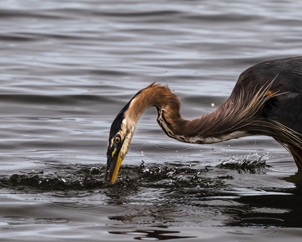 Photo: a young great blue heron stabs its beak into gray and black water, splashing beads of water, yellow eye focused intently, its nexts is a mahogany gradient (lighter on the upper neck, darker towards body) with longer, thin feathers creating a fringe where neck meets body (it has in fact caught a tiny fish if you're wondering), photo is cropped so only head, neck and upper torso are visible because this is dramatic KAPOW