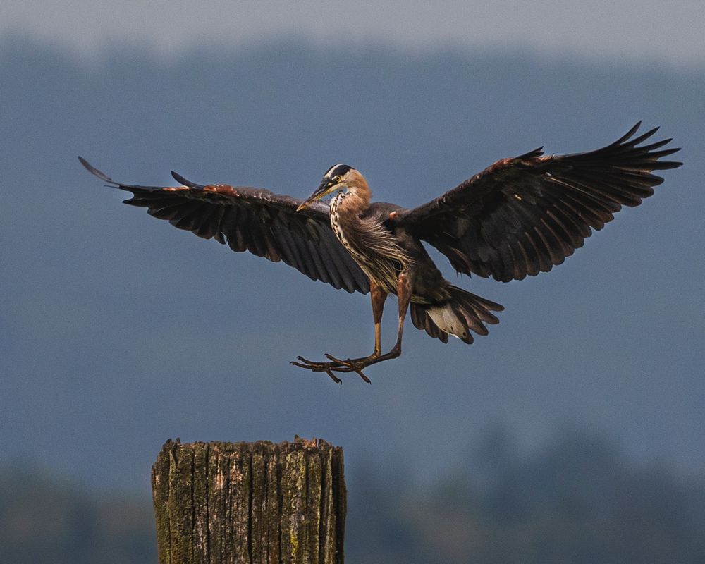 Photo: a young great blue heron about to land on an old pier, background blurred, its dark wings with mahogany splotches are outspread, probably 6-foot wingspan, landing gear legs are extended, bent forward at the "knees", it has a speckled white-and-brown breast with longer fringe feathers at the sides and a sturdy looking beak, dark on top and yellow below