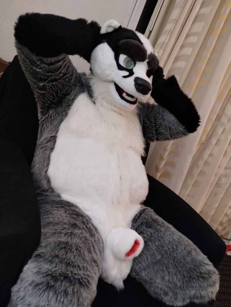 Badger fursuit, sheath and scrotum, sitting in a hotel chair, hands behind head