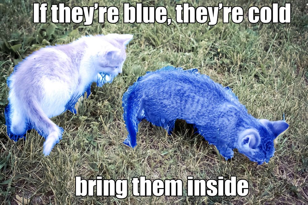 text: if they're blue, they're cold. Bring them inside

Image: two cats walking in the grass. They appear blue, that mean's they're cold.
