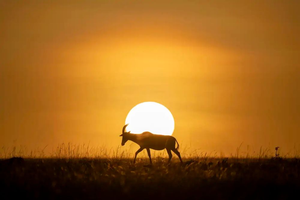 Na foto, o antílope aparece exatamente na frente do sol, num céu avermelhado.