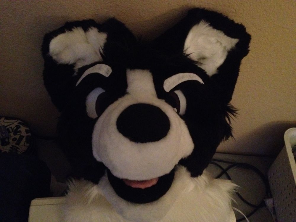 A border collie fursuit head in a dimly lit room. 