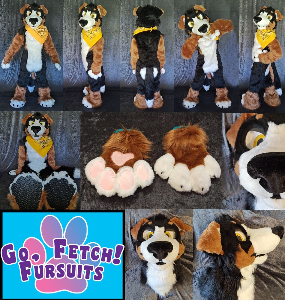 A big nosed Bernese Mountain Dog fursuit with a yellow bandana!