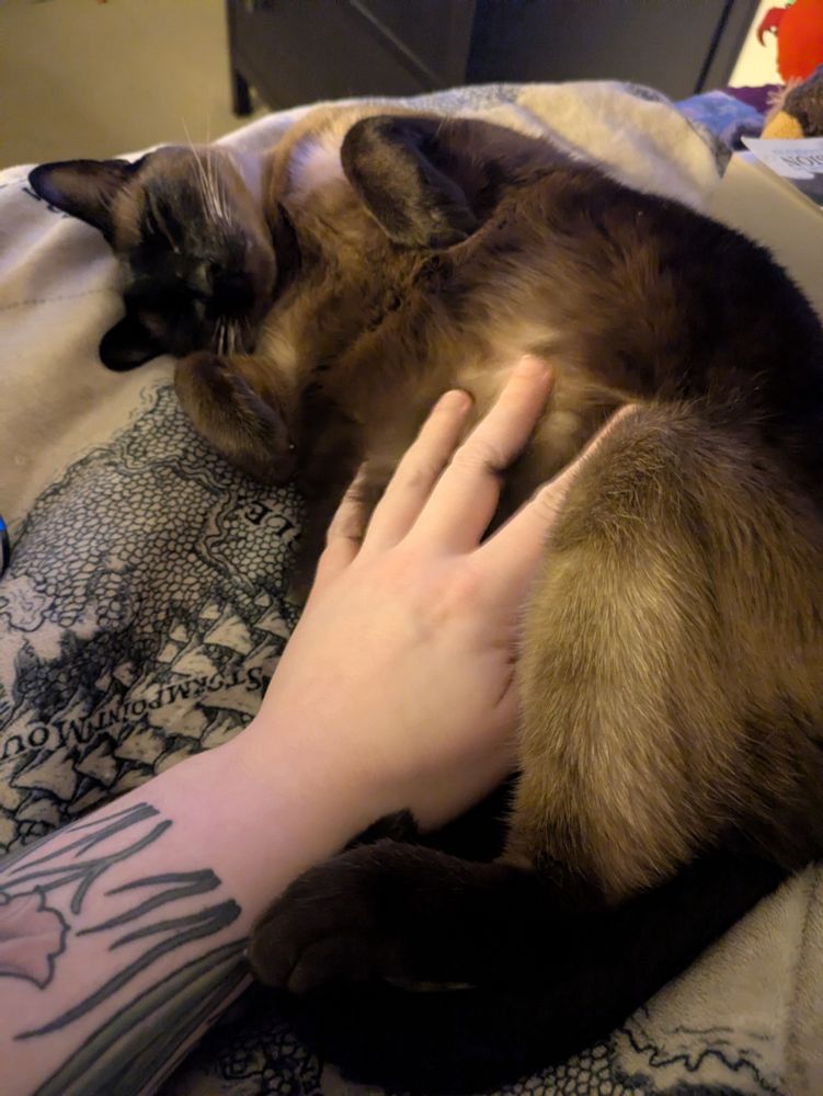 A third photo of Ishtar the Siamese cat, laying on her side in a sleepy pose. This time, you can see my hand in the shot, stroking her belly. She seems incredibly relaxed and happy to be petted. Not pictured, but she was purring very loudly as I took this photo. I love this cat so much.