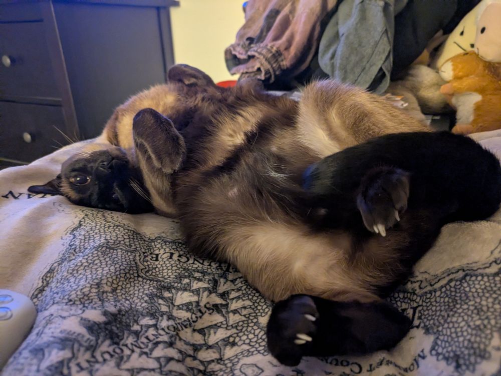 Ishtar the seal point Siamese cat, lounging in relaxed yet pretzelly pose. She's laying on her back, belly exposed, paws curled in all cute and bunny-like, and her head is cocked to the side in a way only a cat or an owl would find comfortable. She has a sleepy expression on her face, with only half an eye open.