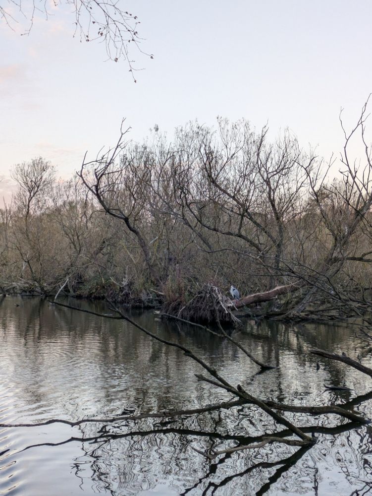 A bank of willows on a pond at midwinter, looking all grim and monochrome in their silent outstretch to the sky. In the middle of the bank is a grey heron, looking very small amidst the black branches. The trees are growing directly out of the water like a mangrove, reinforcing the eerie impression.