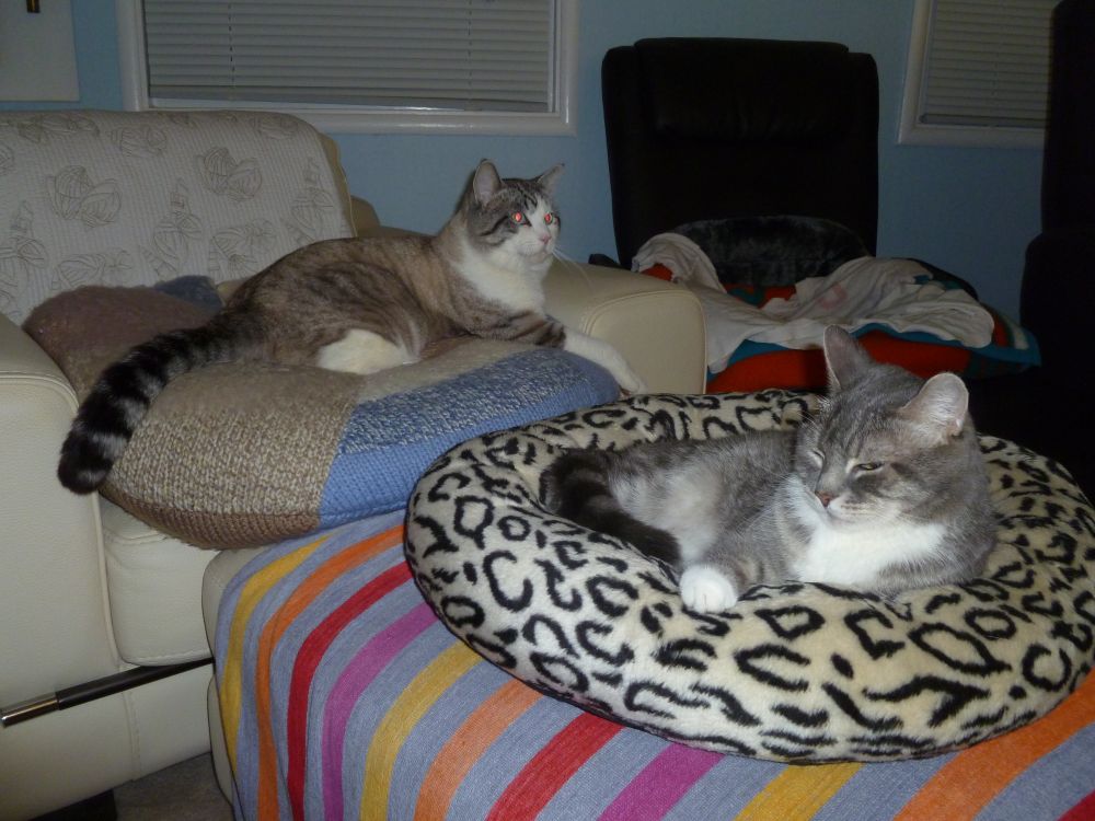 Tan, brown and white kitty with glowing red eyes sitting on a cushion behind his brother, a gray tabby sitting in a spotted cat bed.