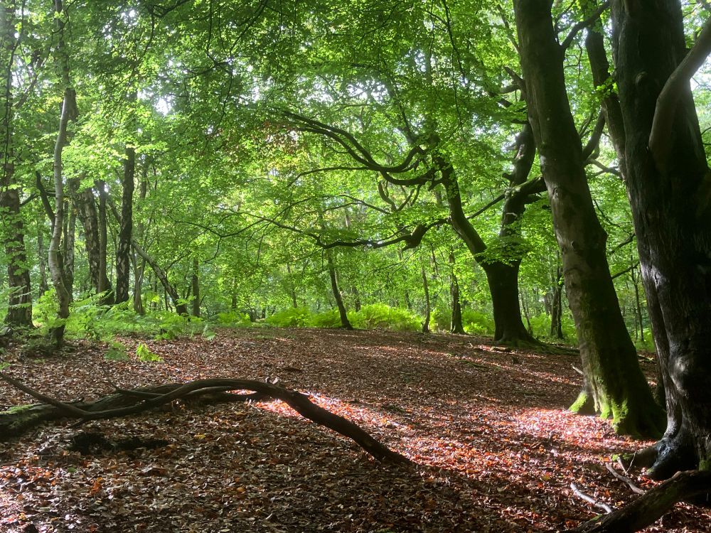Beech trees in woods that are as green as they were in spring; unusual in this droughty year 