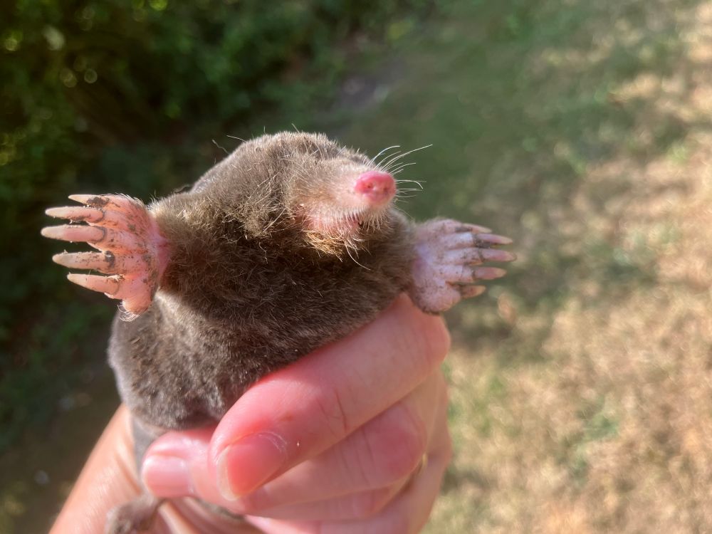 The front end of a recently dead mole. Pink snout, enormous spade hands, held in my hand. 