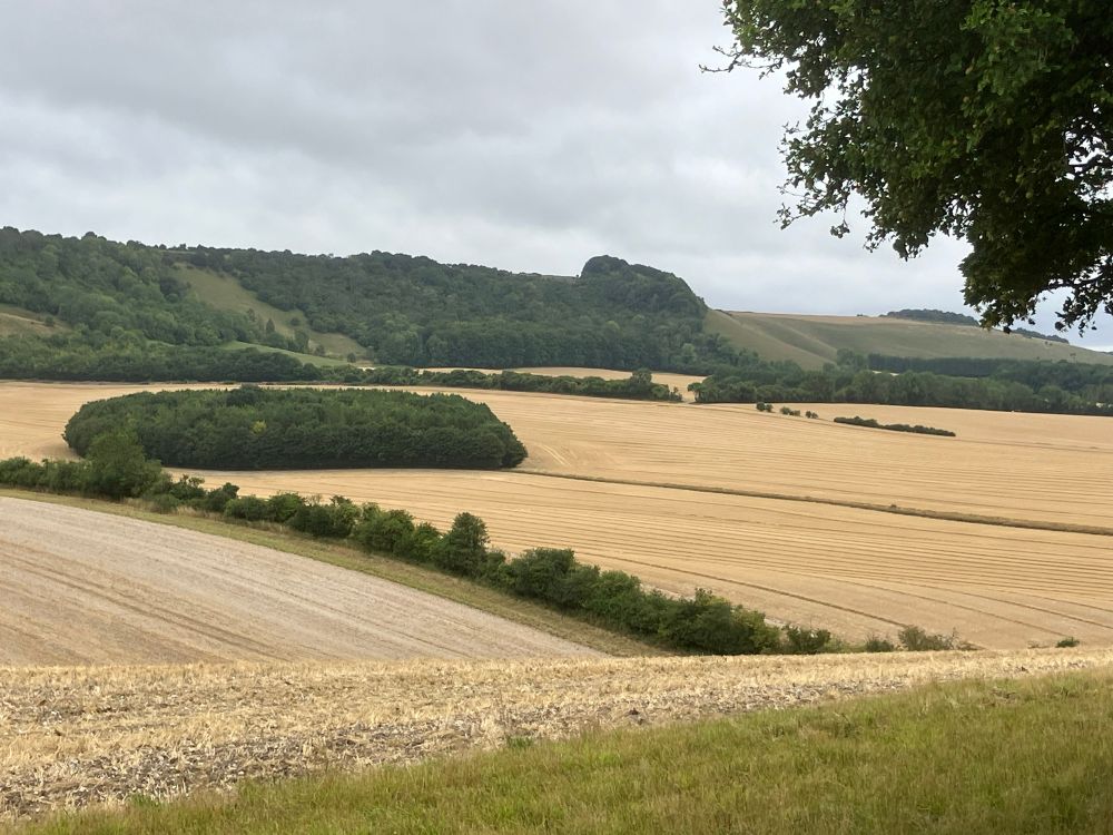 Harvested downland fields below wooded & open downland & SSSI 