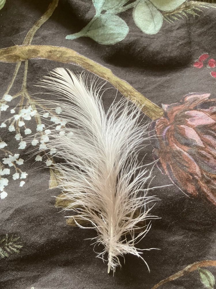 A fluffy white down barn owl feather, light-toast coloured at the top, on a pillow. 
