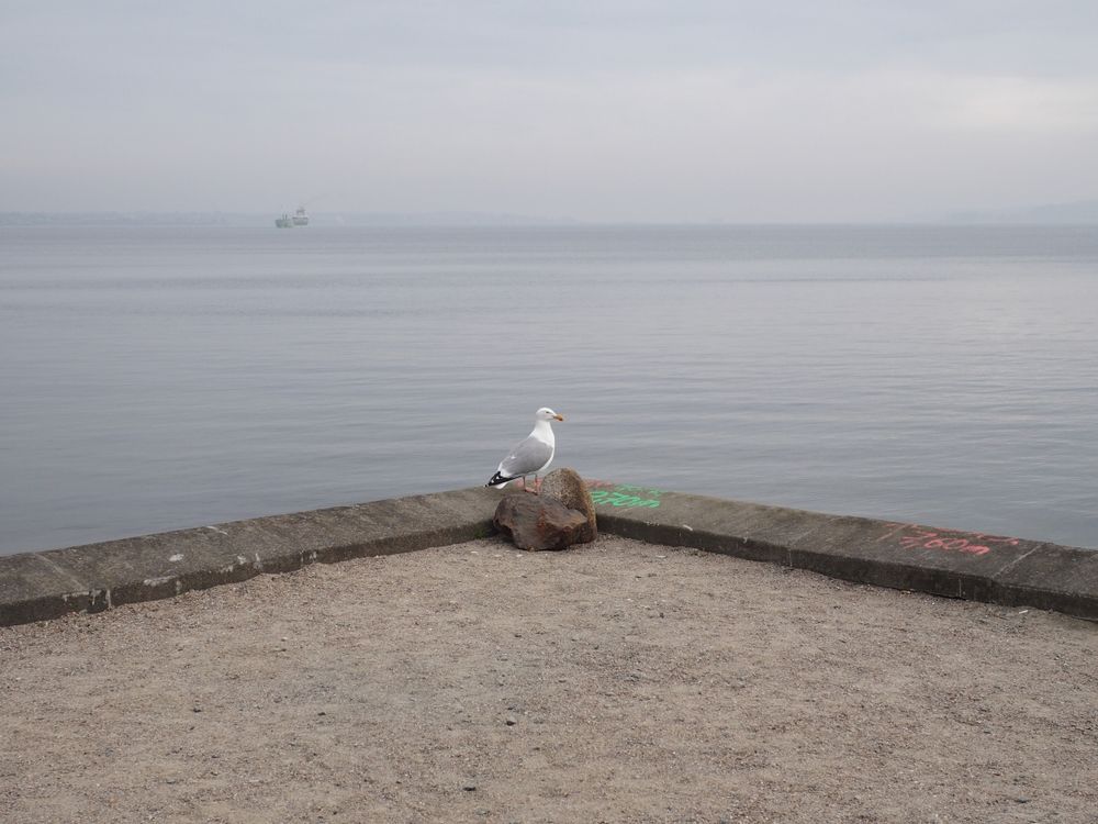 seagull sitting on the floor beneath the sea