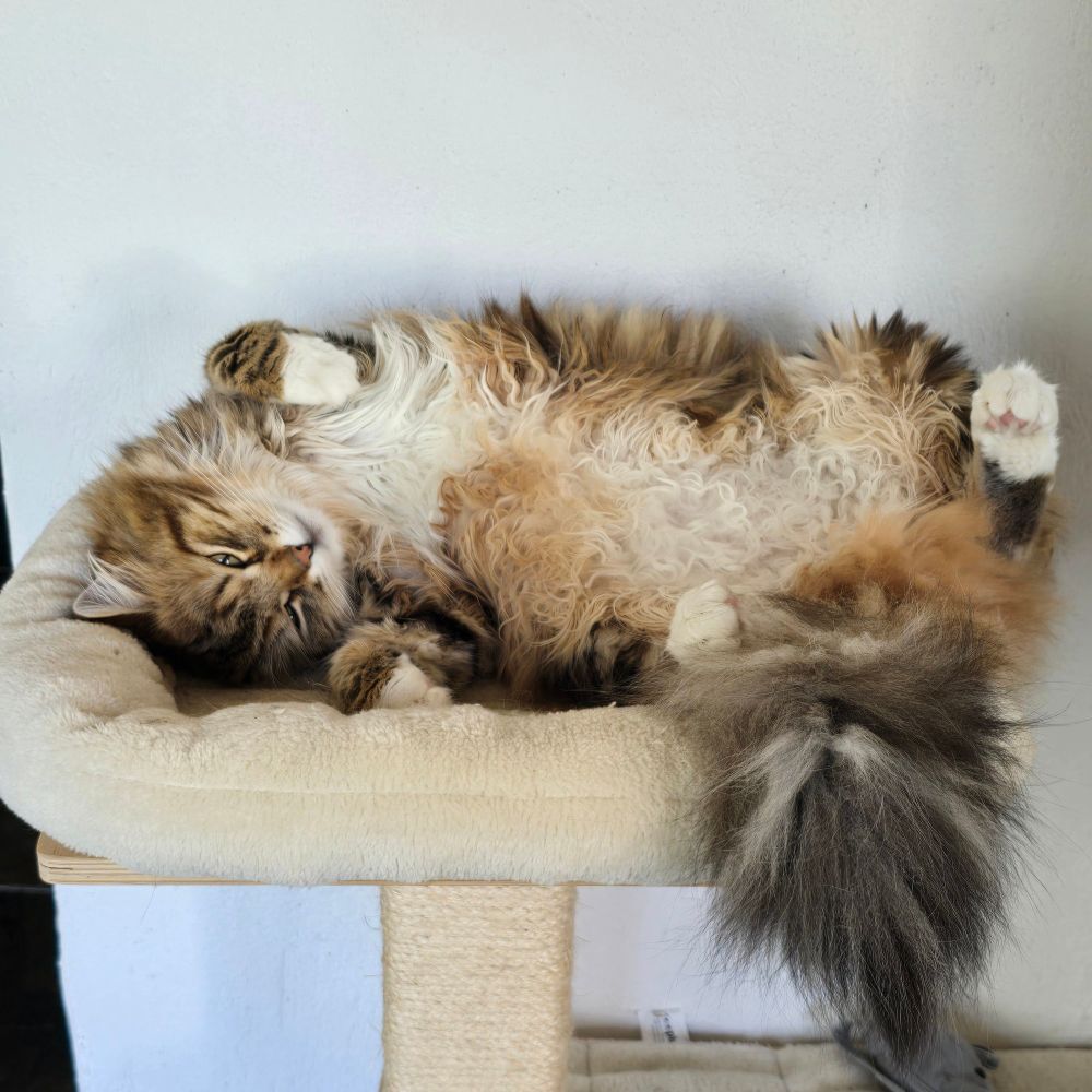 Kai the Siberian cat chillin on top of his half size cat tree with his belly exposed.