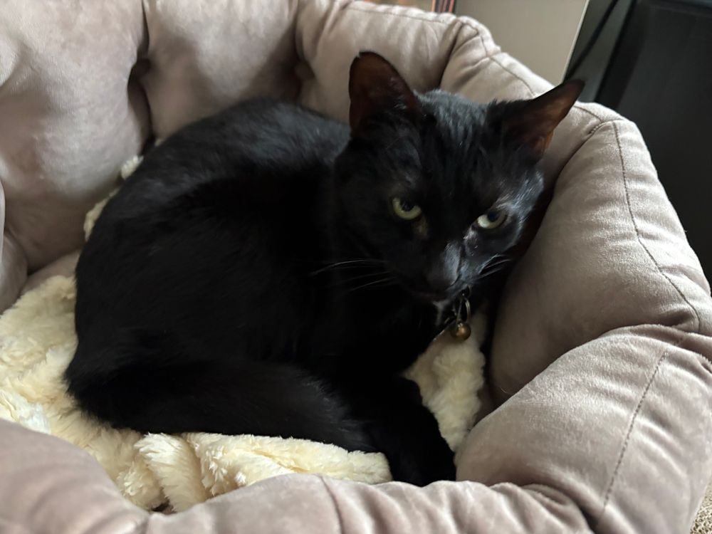 Black cat curled up in her cozy bed ready for a nap