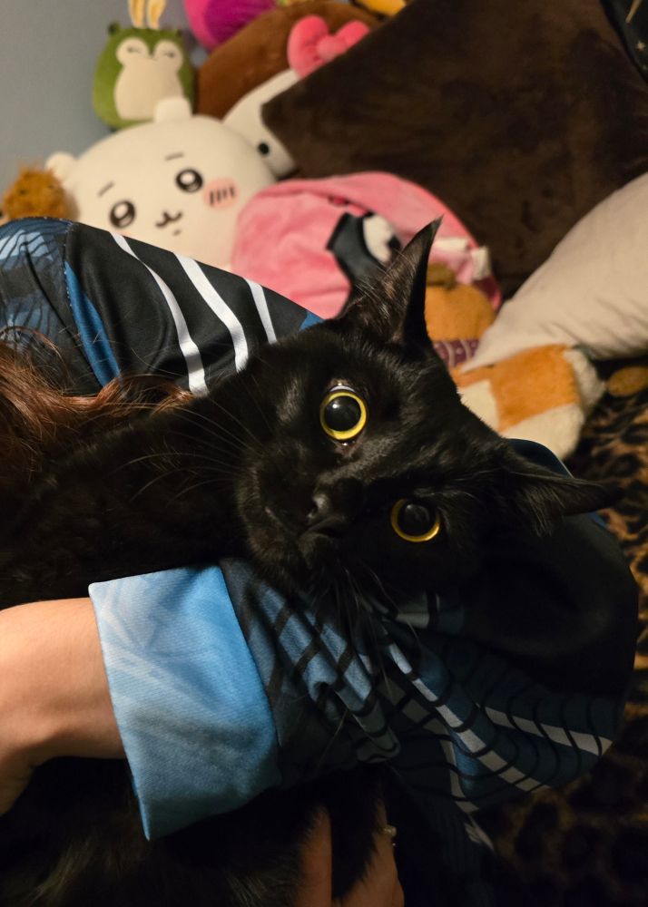 A black cat being held in a woman's arms, looking like it wants to choose violence
