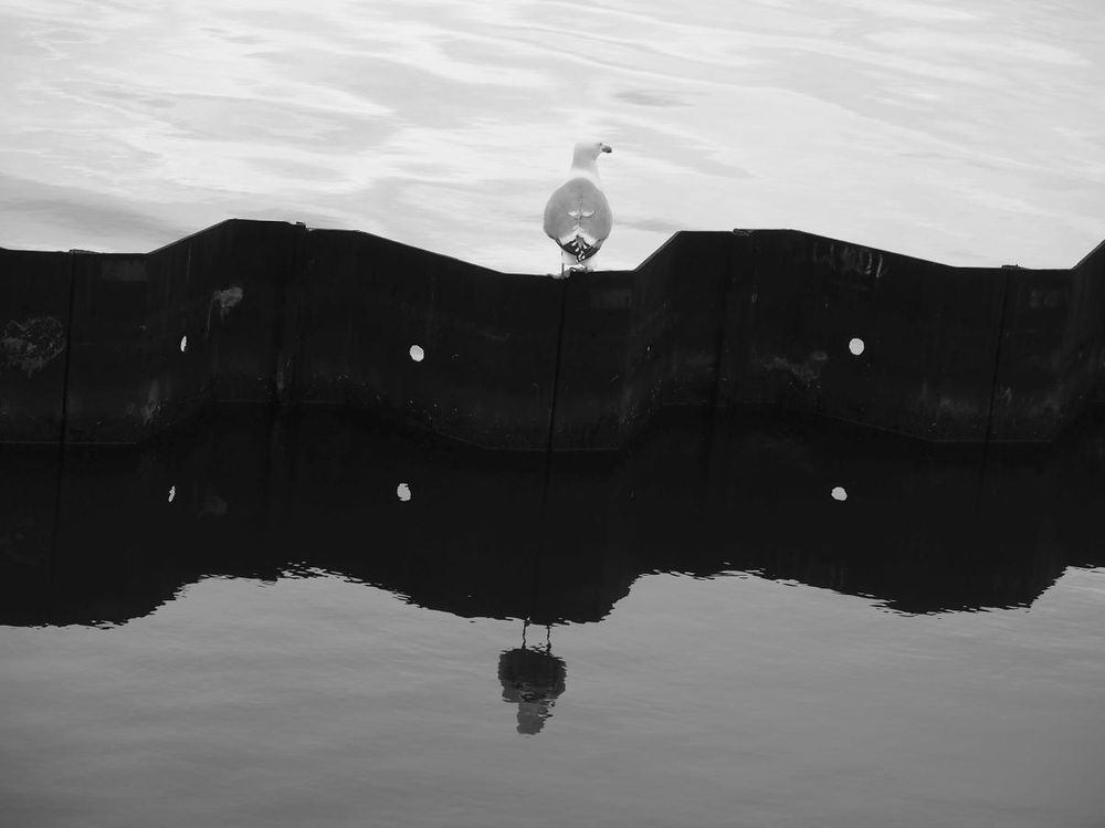 a seagull sitting on a fence