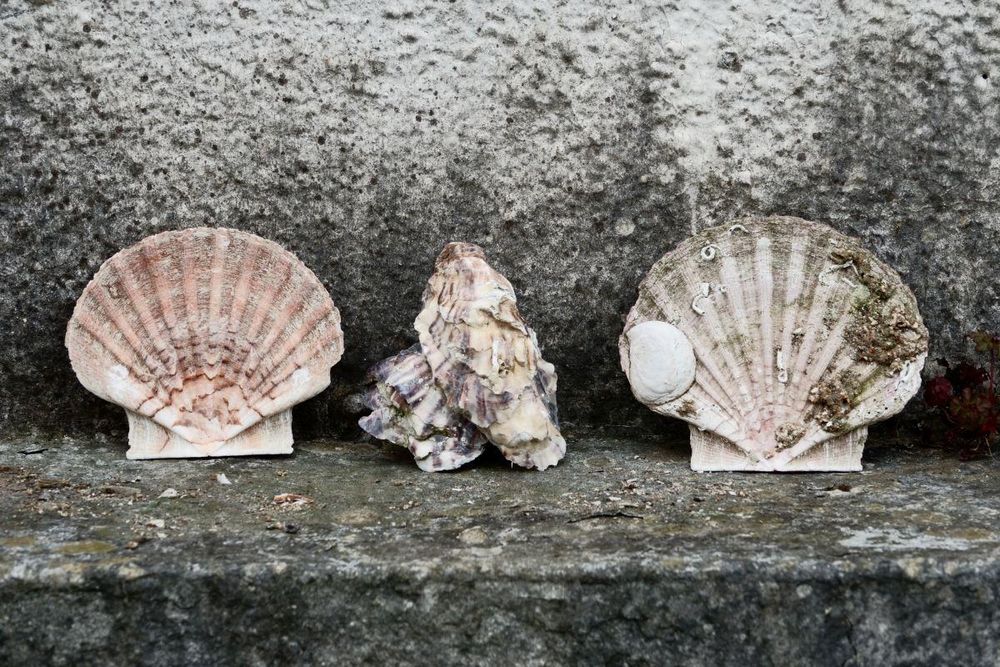 Empty shells of two scallops and an oyster on a wall