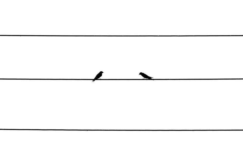 Two swallows sitting on a wire