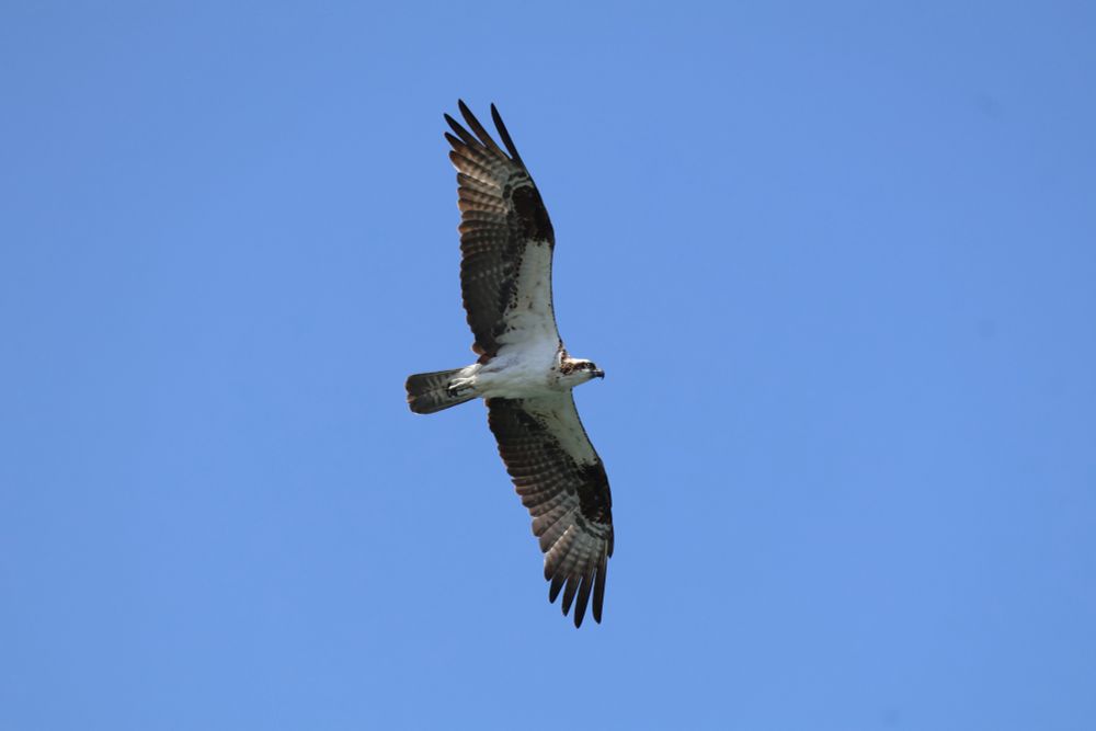 Osprey flying in air. White body and head, brown wings