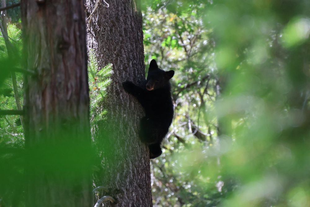 A small black bear cub (black coloured) climbing a tree