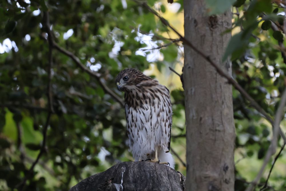 Juvenile Coopers Hawk in tree. Brown bead, white body with brown speckles on it 