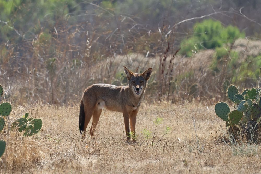 Coyote in scrubland. Looking at the camera