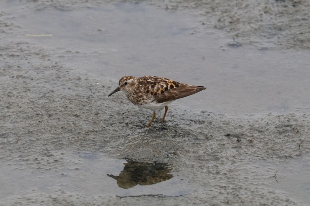 Least Sandpiper stood in mud/water on the shore. Brown speckled small bird