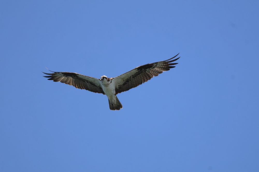 Osprey flying in air. White body and head, brown wings