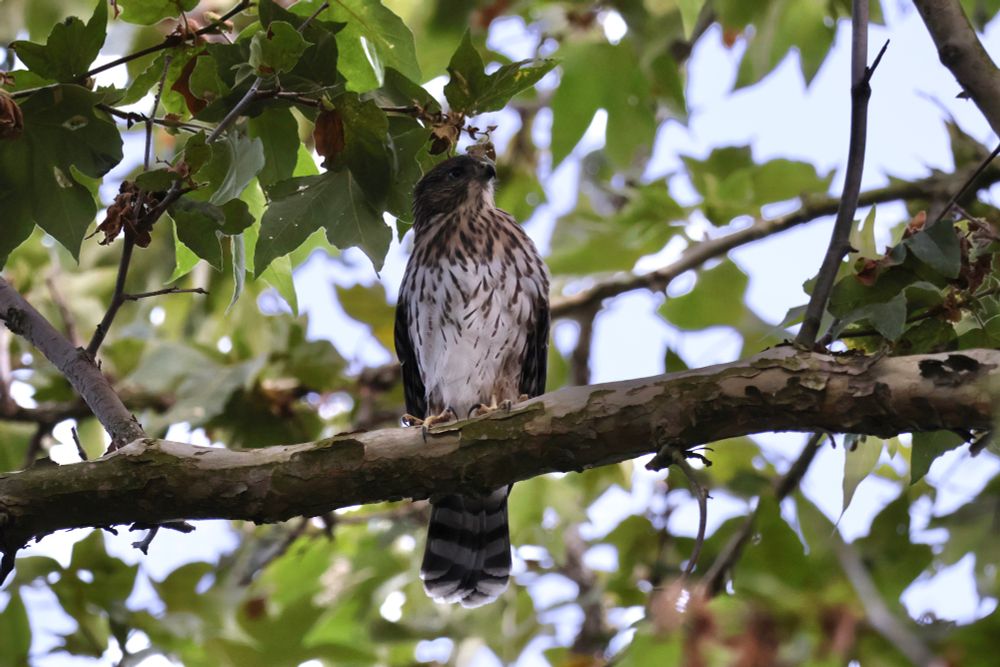 Juvenile Coopers Hawk in tree. Brown bead, white body with brown speckles on it 