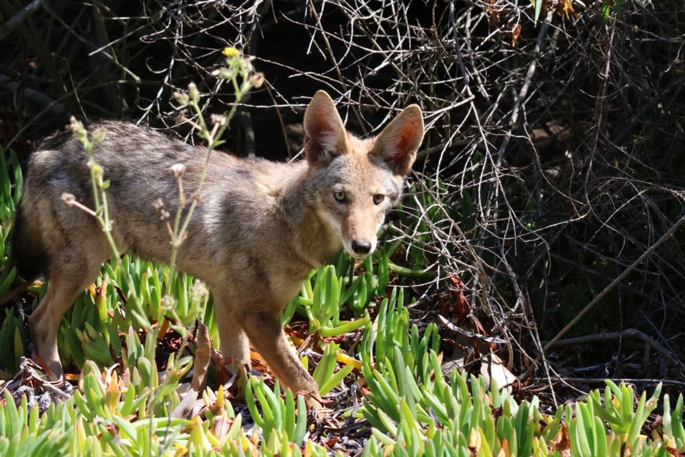 Coyote walking through undergrowth. Alert