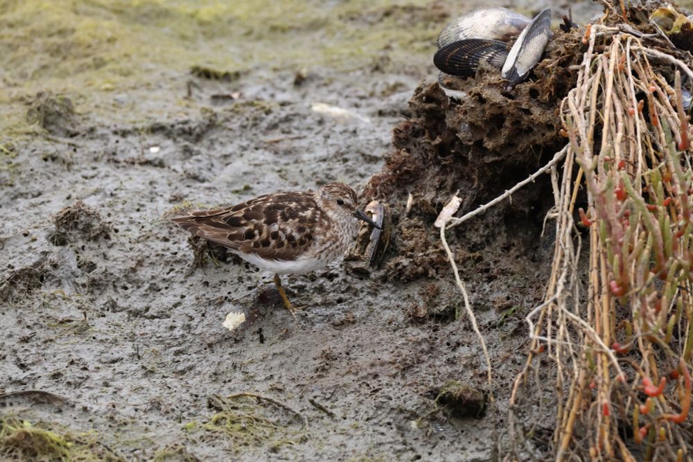 Least Sandpiper stood in mud/water on the shore. Brown speckled small bird