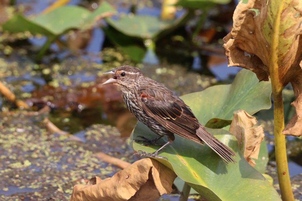 Female Red winged blackbird stood on a lily pad in a marsh 
