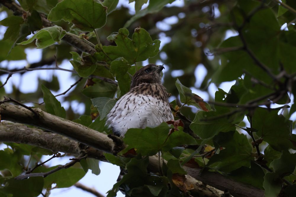 Juvenile Coopers Hawk in tree. Brown bead, white body with brown speckles on it 