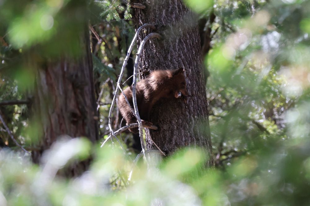 Black bear cub chewing on a branch after climbing a tree 