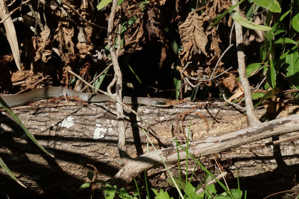 Brown snake on a log. Black coloring around eye