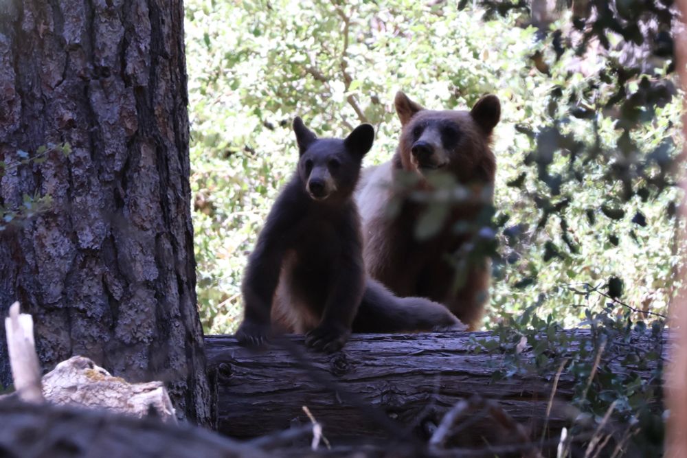 A larger black bear cub led on a rock with its mother stood behind it 
