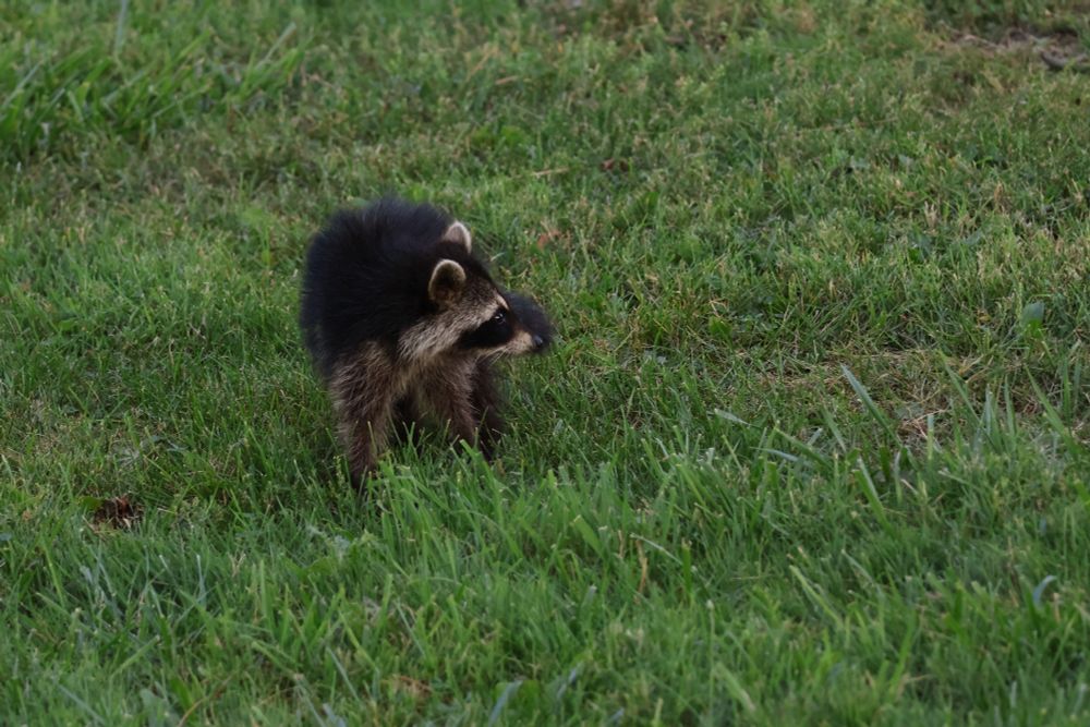 Raccoon in grass, looking to the side