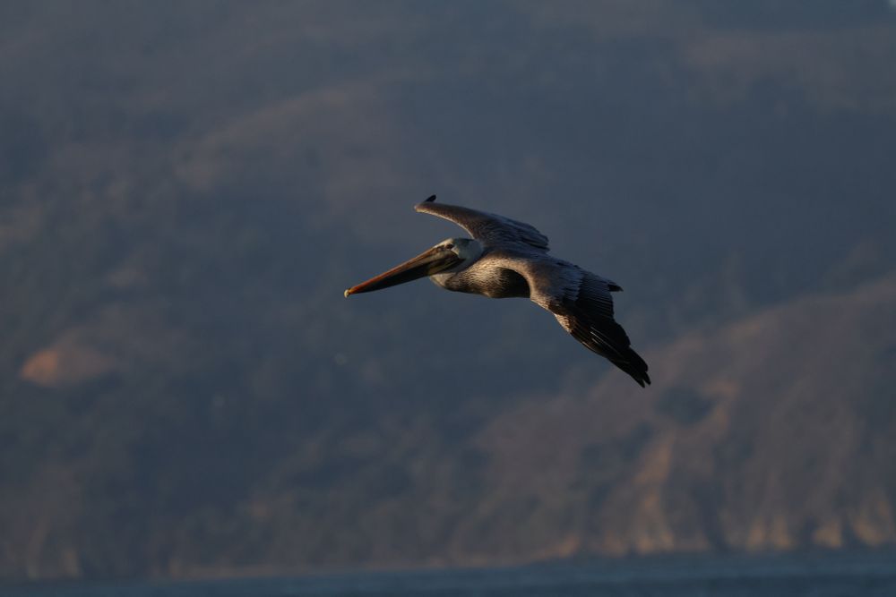 Brown Pelican flying over San Francisco Bay 